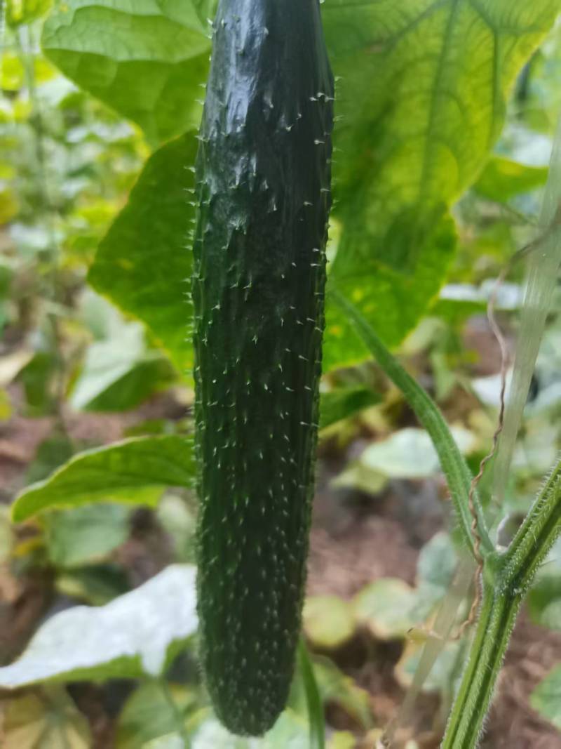 《密刺黄瓜》山东黄瓜/莘县黄瓜/大棚黄瓜/价格随行就市