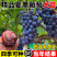 果园直发葡萄苗早熟巨峰夏黑巨盛一号早熟保真品种成活率