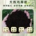 批发纯鸡粪发酵鸡粪，一手货源大量现货，欢迎新老客户合作