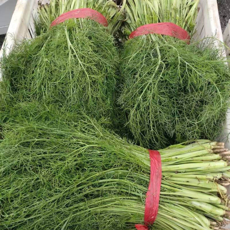 河北茴香大量上市产地一手货源保质保量欢迎随时联系