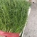 河北茴香大量上市产地一手货源保质保量欢迎随时联系