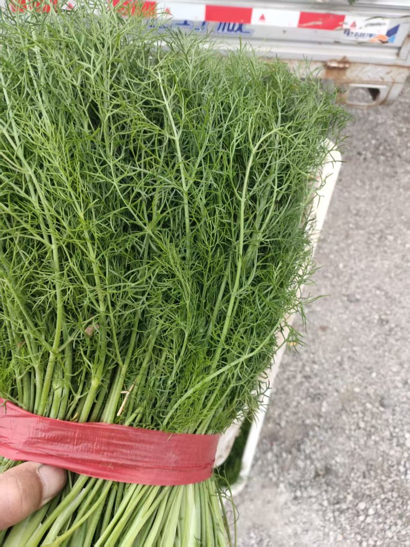河北茴香大量上市产地一手货源保质保量欢迎随时联系