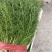 河北茴香大量上市产地一手货源保质保量欢迎随时联系