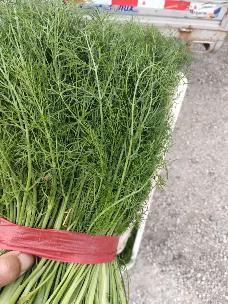 河北茴香大量上市产地一手货源保质保量欢迎随时联系