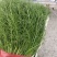 河北茴香大量上市产地一手货源保质保量欢迎随时联系