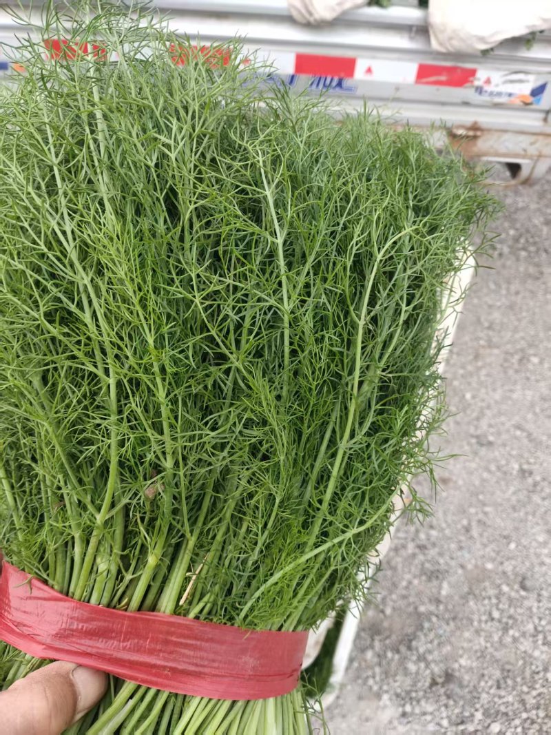 河北茴香大量上市产地一手货源保质保量欢迎随时联系
