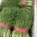 河北茴香大量上市产地一手货源保质保量欢迎随时联系