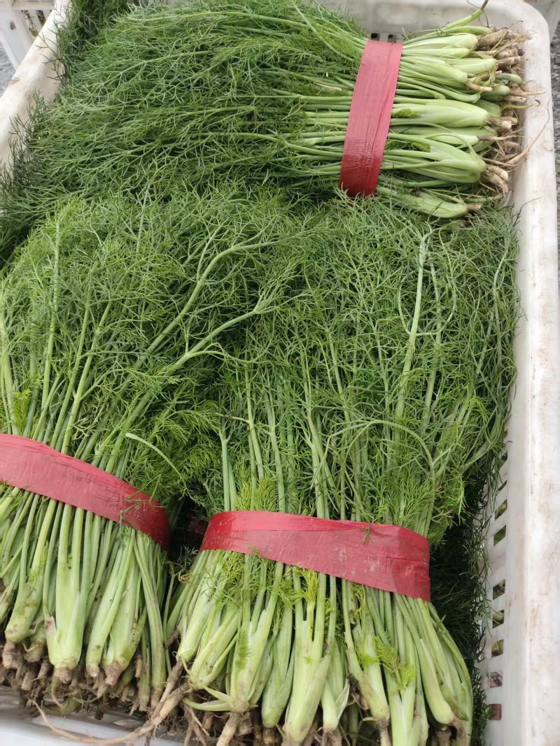 河北茴香大量上市产地一手货源保质保量欢迎随时联系