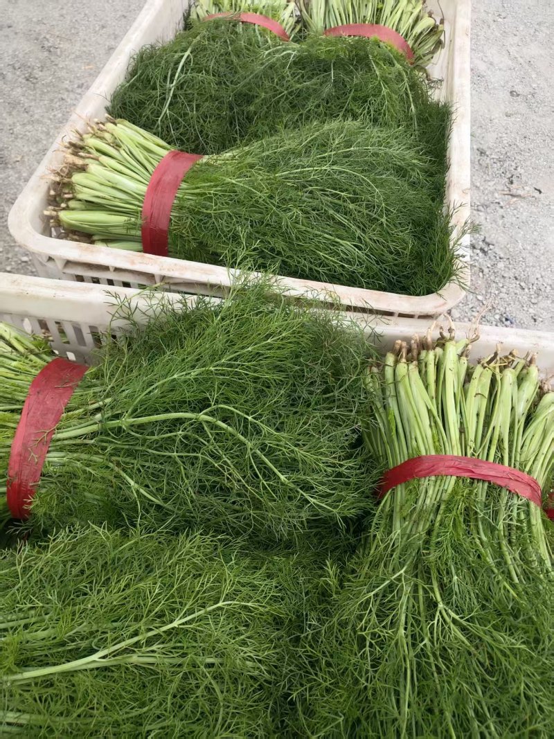 河北茴香大量上市产地一手货源保质保量欢迎随时联系