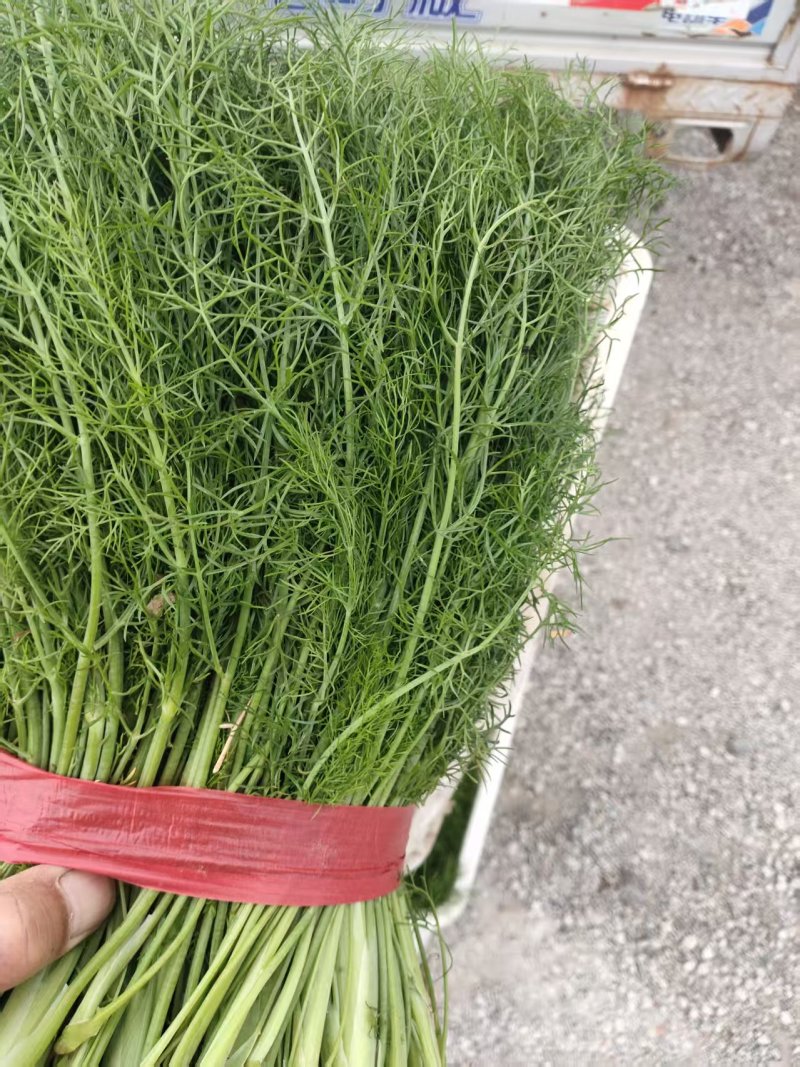 河北茴香大量上市产地一手货源保质保量欢迎随时联系