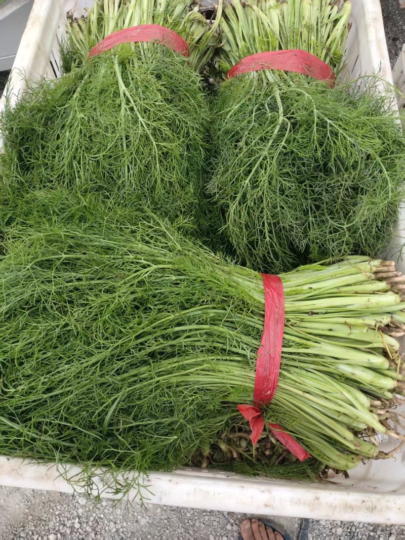 河北茴香大量上市产地一手货源保质保量欢迎随时联系