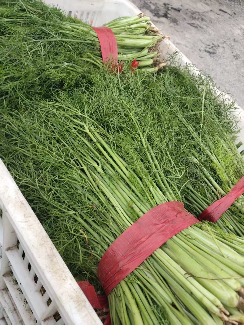 河北茴香大量上市产地一手货源保质保量欢迎随时联系