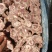 多肉羊蝎子