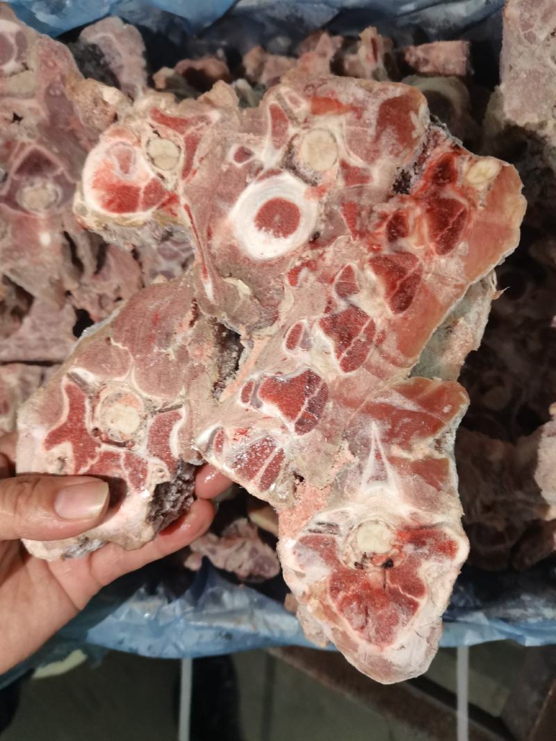 多肉羊蝎子