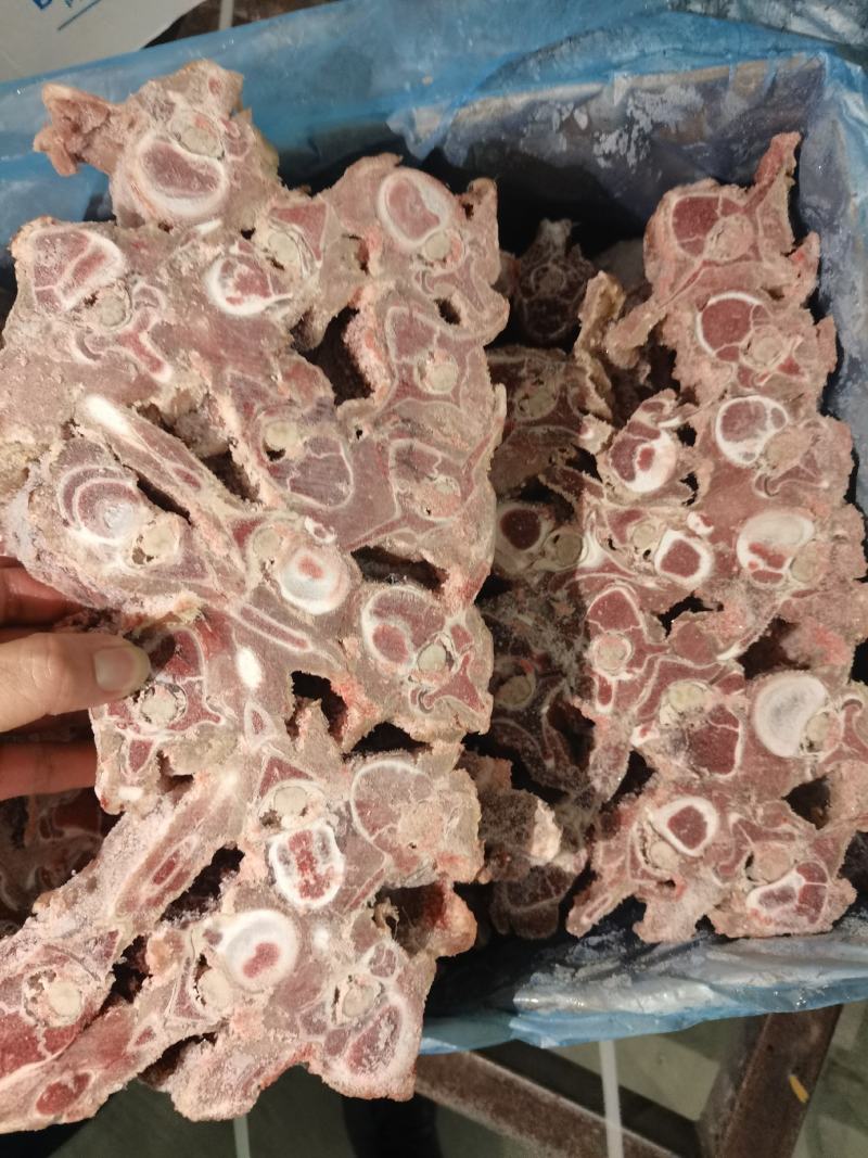 多肉羊蝎子