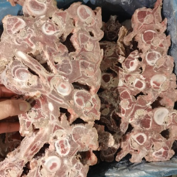 多肉羊蝎子