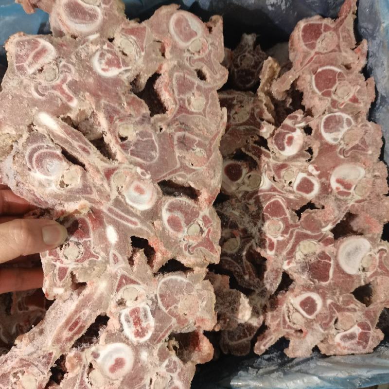 多肉羊蝎子