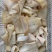 生牛耳片纯片无根，量大从优，长期供应。