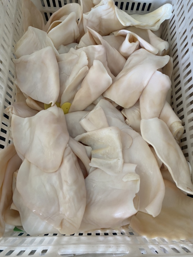 生牛耳片纯片无根，量大从优，长期供应。