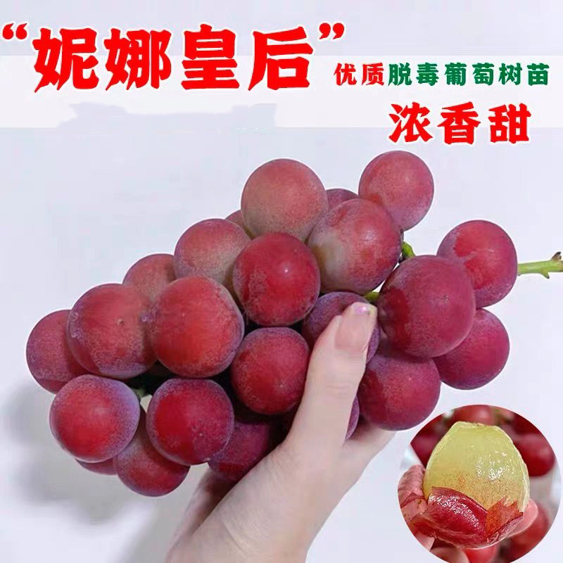果园直发葡萄苗新品种妮娜皇后浪漫红颜包品种成活率
