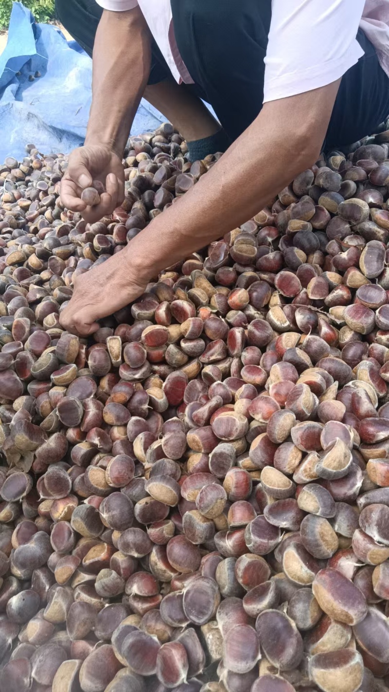 2025年湖北孝感大悟栗上市了。欢迎市场，超市电商咨询。