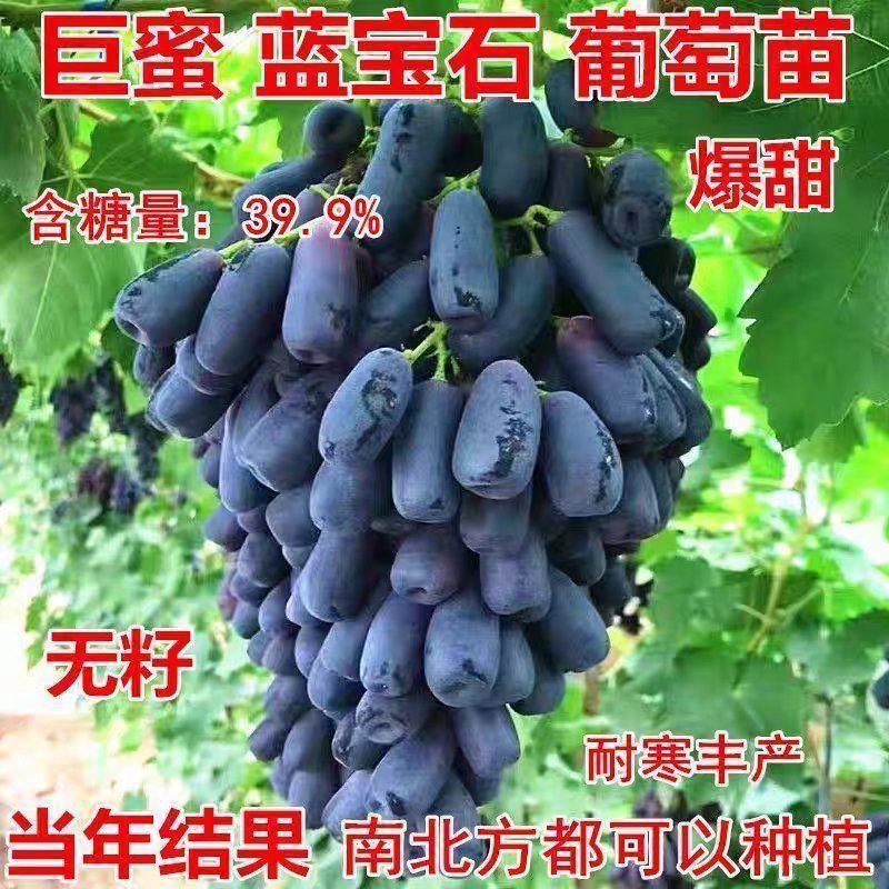 果园直发葡萄苗甜蜜蓝宝石金手指美人指包品种成活率