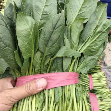 河北精品菠菜产地直发货源充足保质保量欢迎随时联系