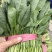 河北精品菠菜产地直发货源充足保质保量欢迎随时联系
