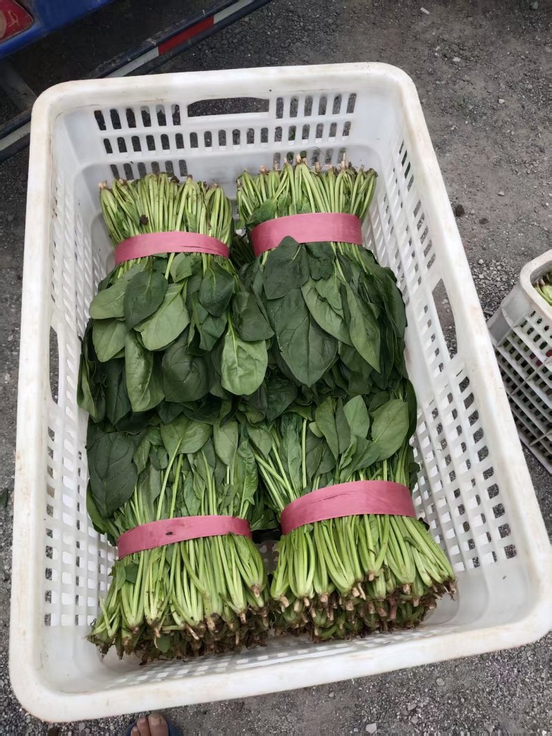 河北精品菠菜产地直发货源充足保质保量欢迎随时联系