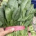 河北精品菠菜产地直发货源充足保质保量欢迎随时联系