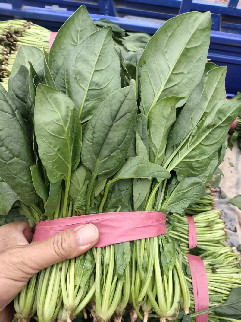 河北精品菠菜产地直发货源充足保质保量欢迎随时联系