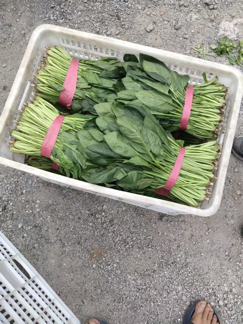河北精品菠菜产地直发货源充足保质保量欢迎随时联系