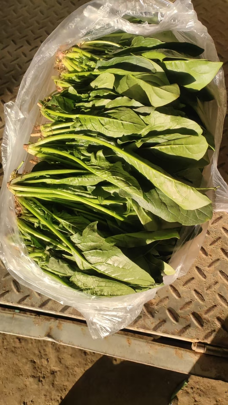 河北精品菠菜产地直发货源充足保质保量欢迎随时联系