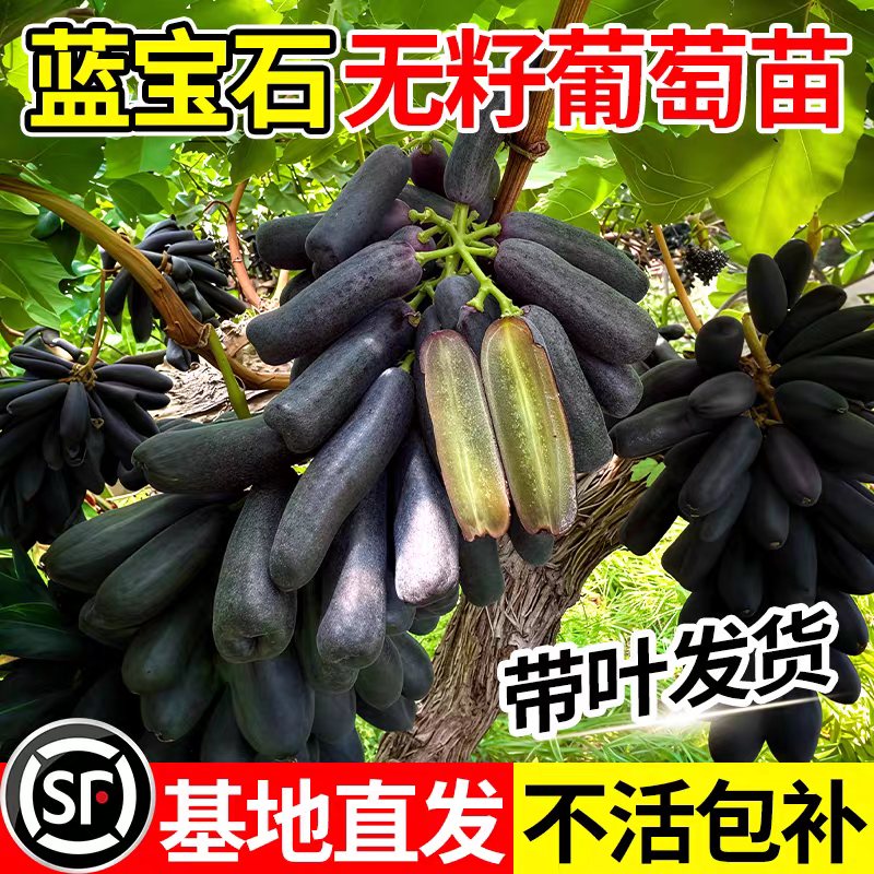 果园直发葡萄苗甜蜜蓝宝石金手指美人指包品种成活率