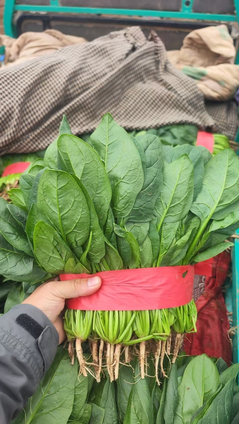 精品菠菜