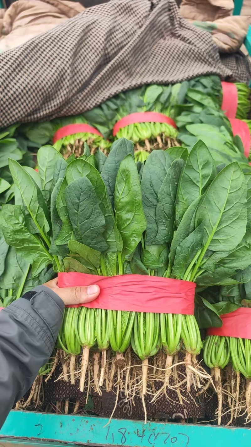 精品菠菜