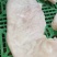 串油