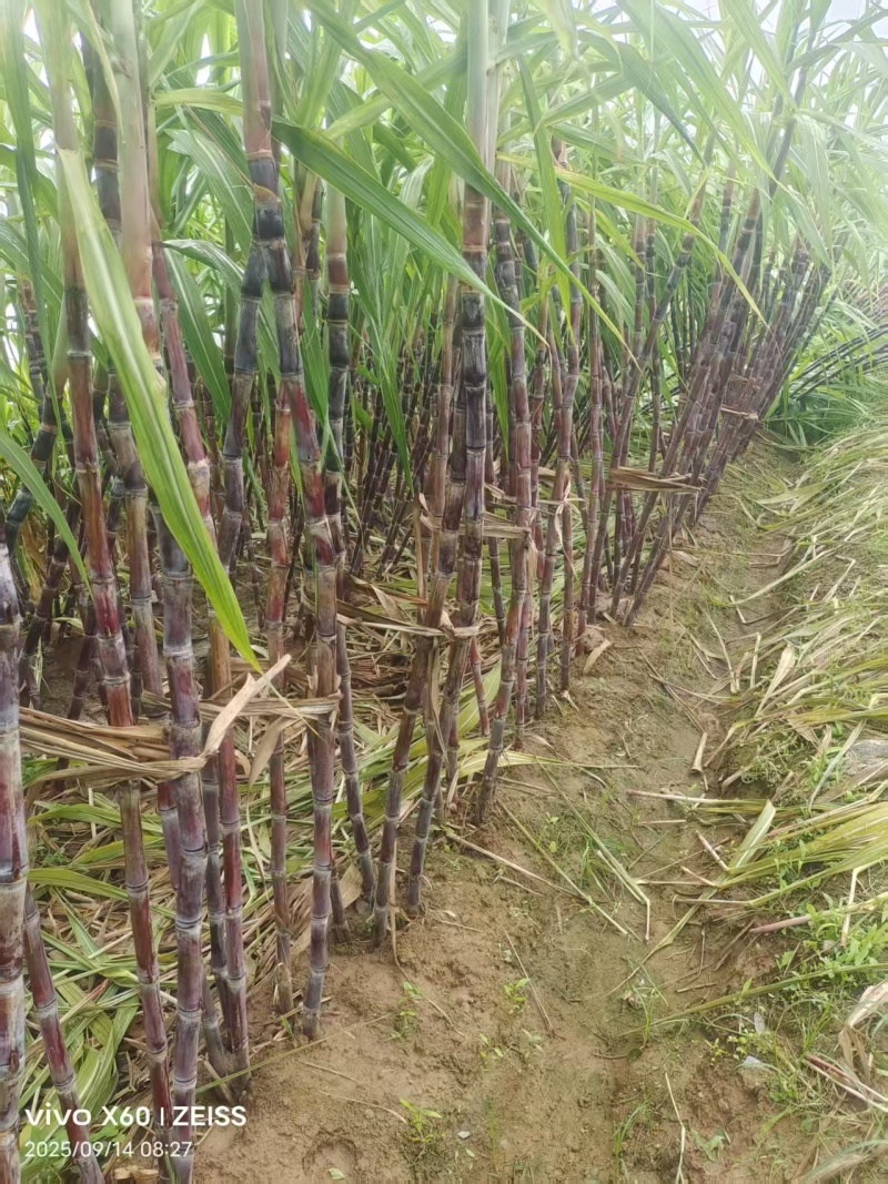 甘蔗黑皮甘蔗产地直发清甜多汁品质保障对接全国等