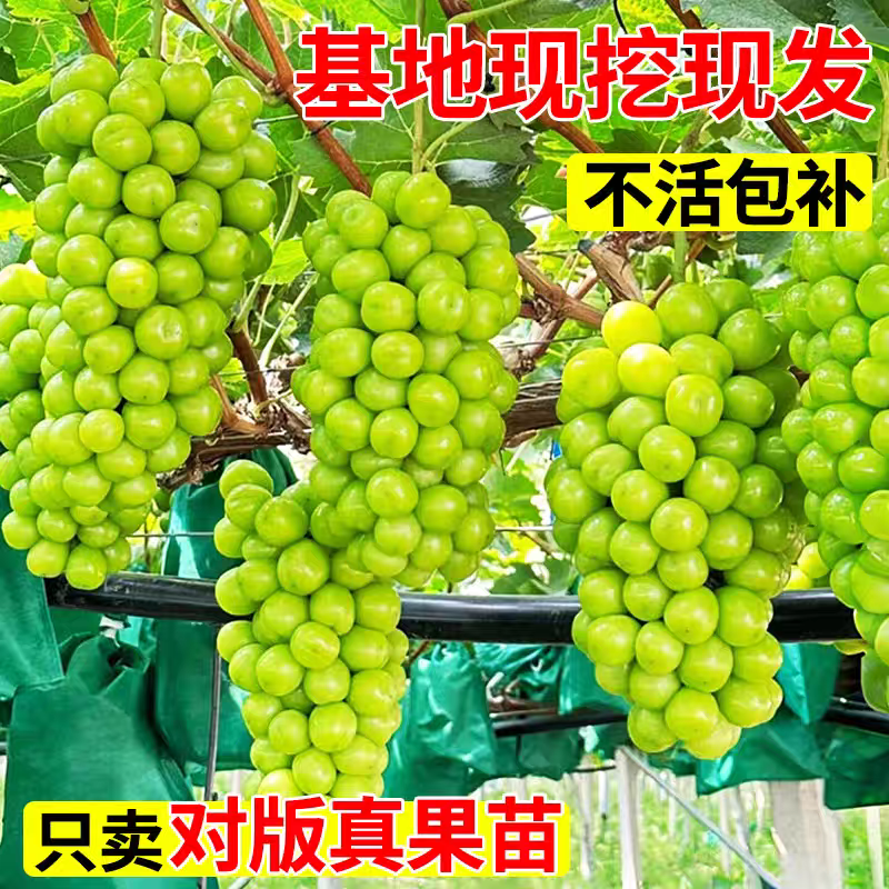果园直发葡萄苗阳光玫瑰晴王维多利亚包品种成活率