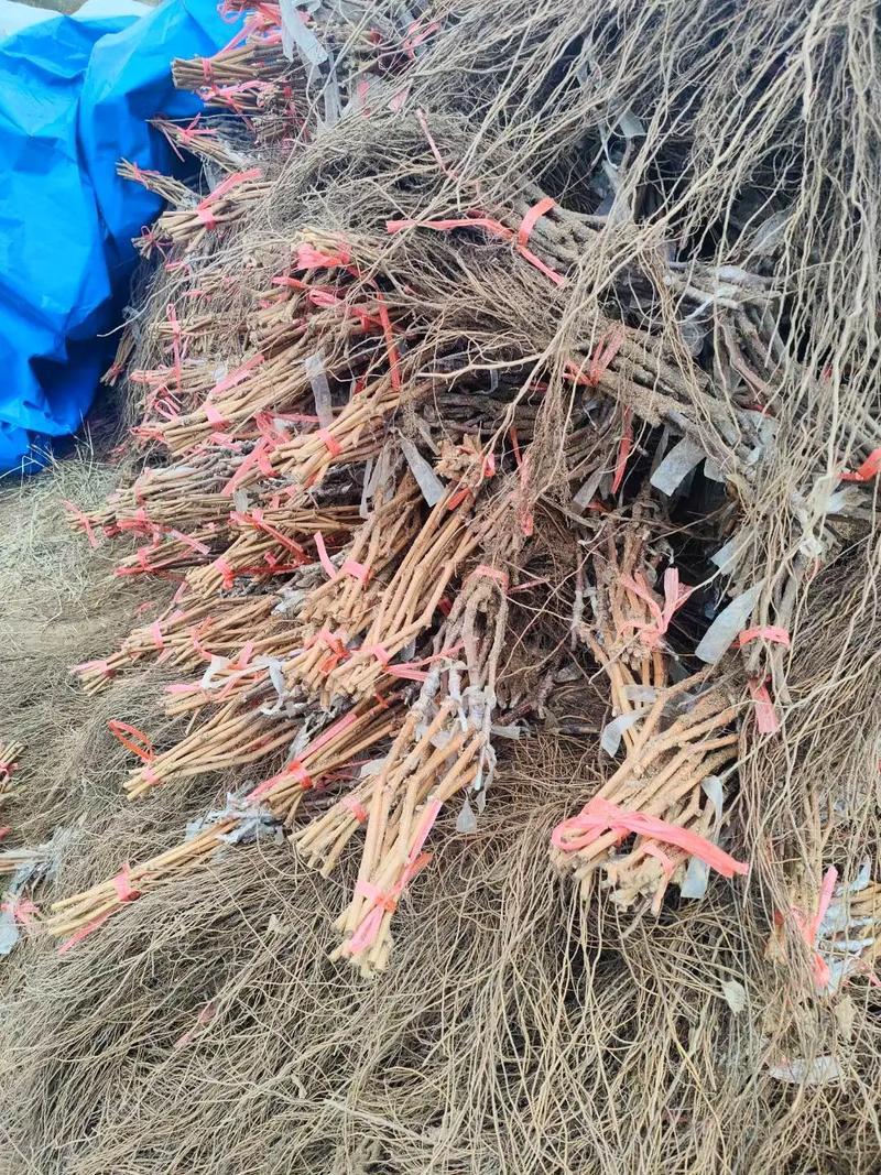 果园直发葡萄苗阳光玫瑰晴王维多利亚包品种成活率
