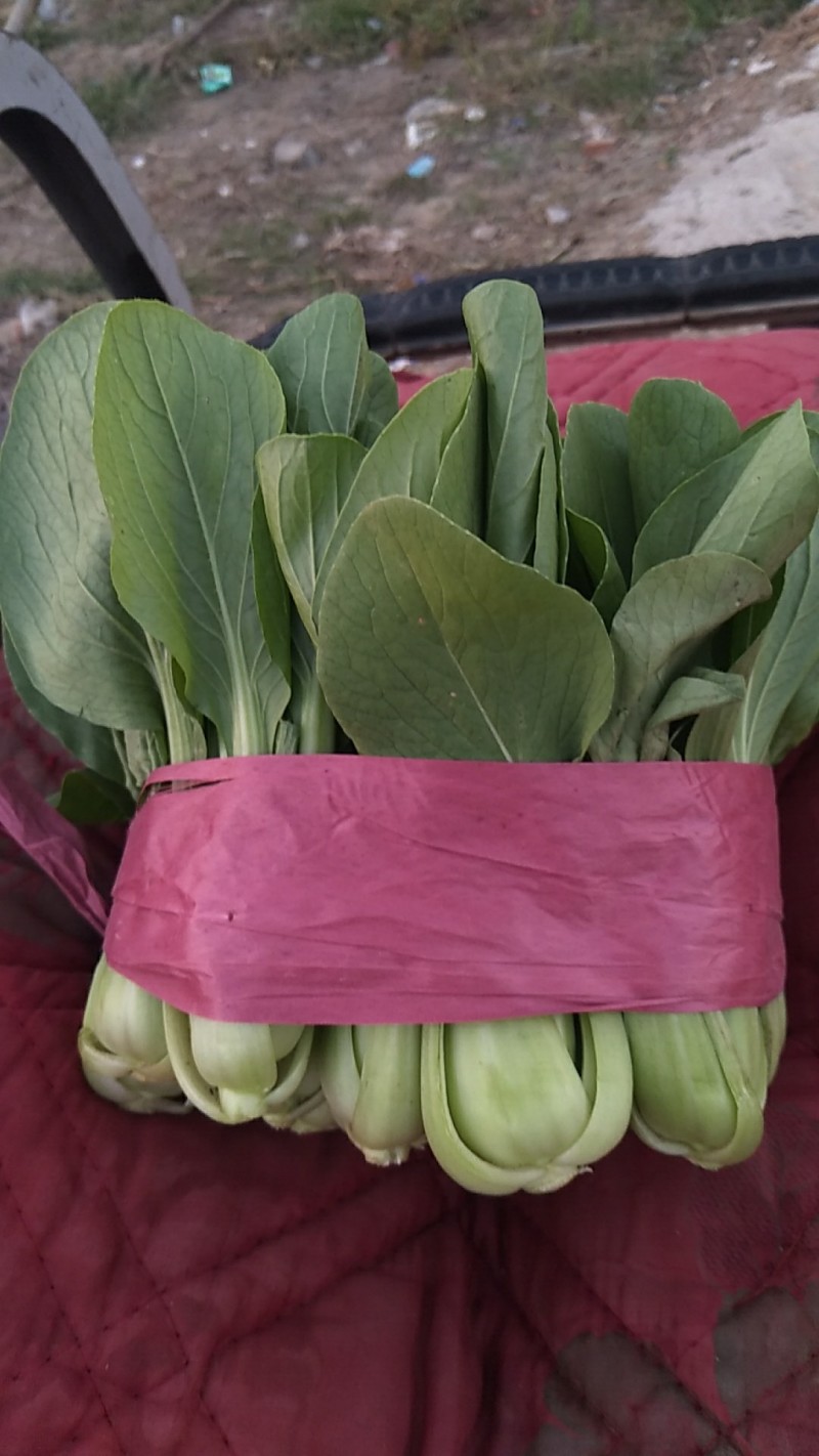 小油菜