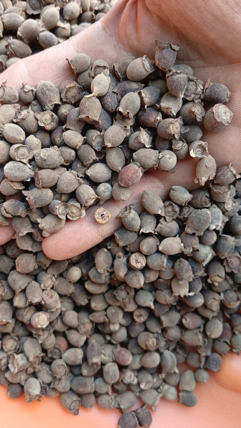 中药材（山稔子）品质保证，欢迎老板来电洽谈