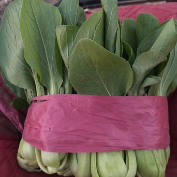 小油菜