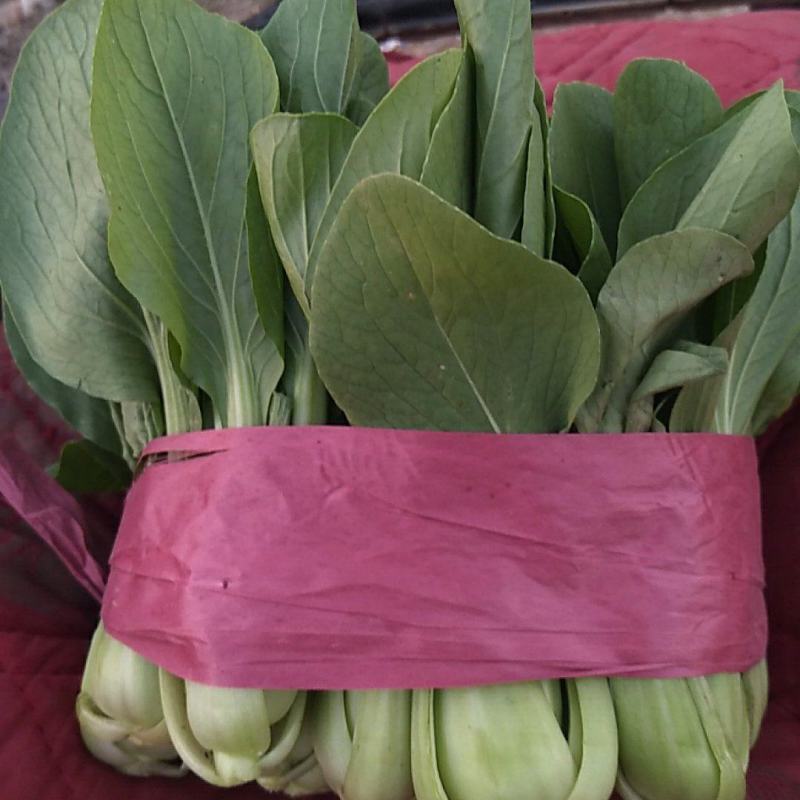 小油菜