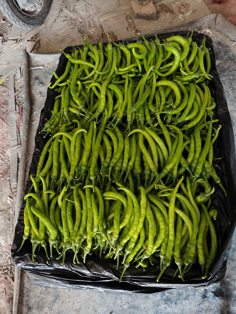 温州柳市辣椒种植基地