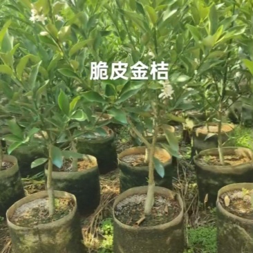 脆皮金桔杯苗.裸根苗