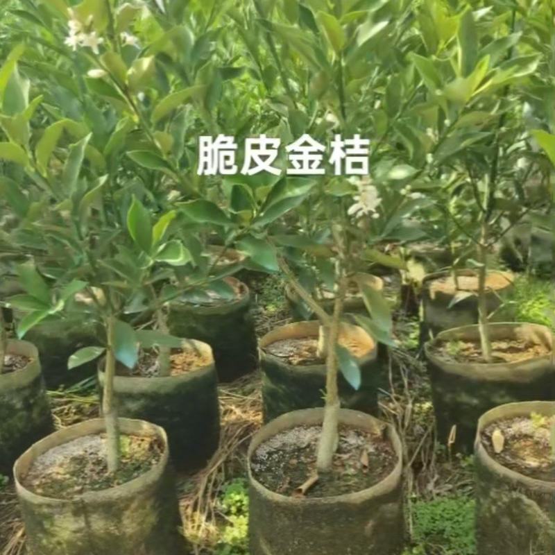 脆皮金桔杯苗.裸根苗