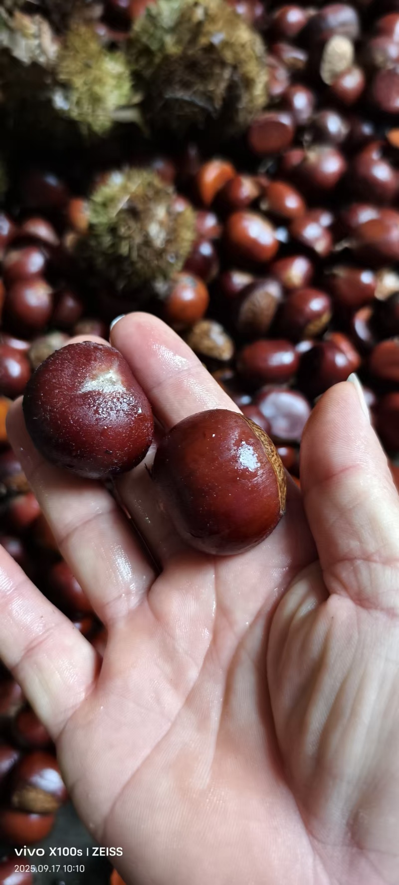 油栗子量大颗粒饱满质量货没虫病诚信对接批发商电商社区团购