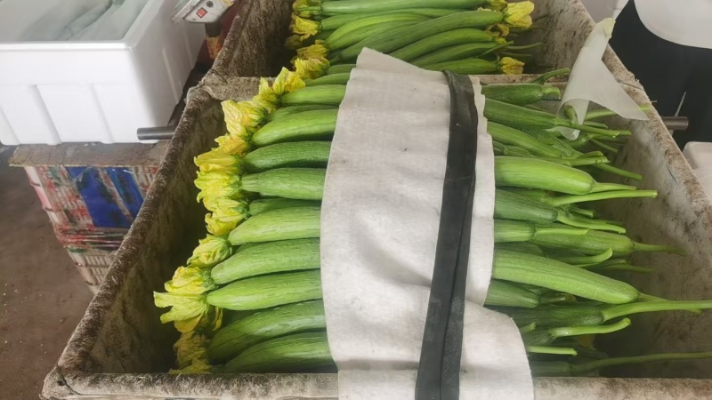 丝瓜