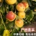 山东沾化冬枣大量上市/精品冬枣脆甜可口对接全国量大优惠